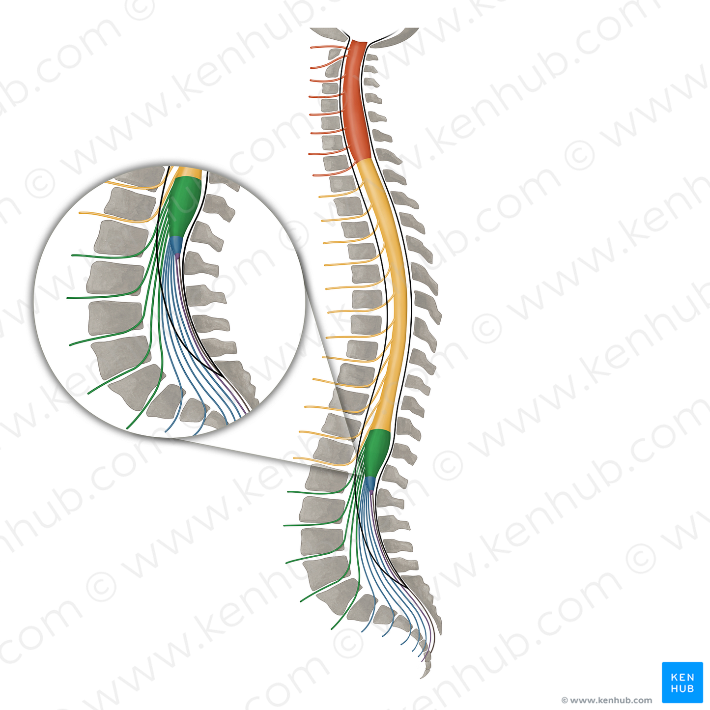 Spinal nerves L1-L5 (#16160)