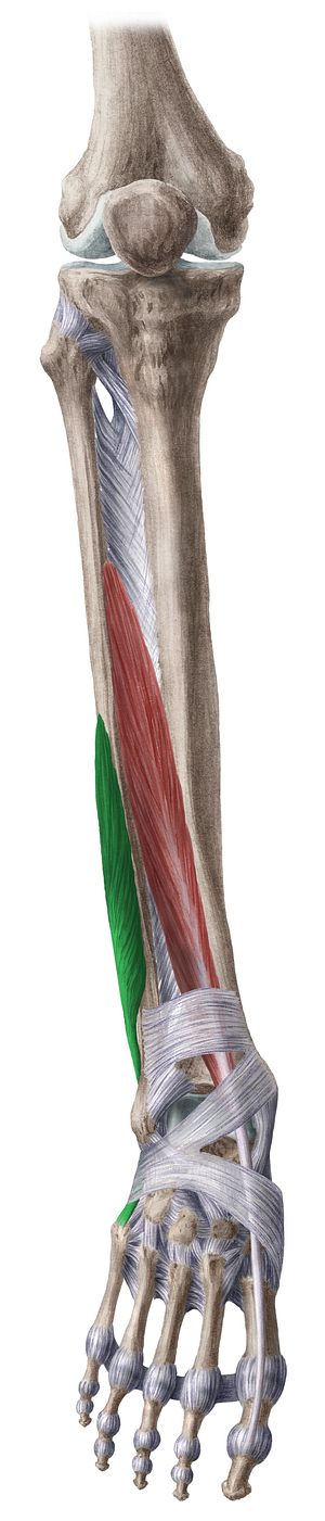 Fibularis brevis muscle (#5753)