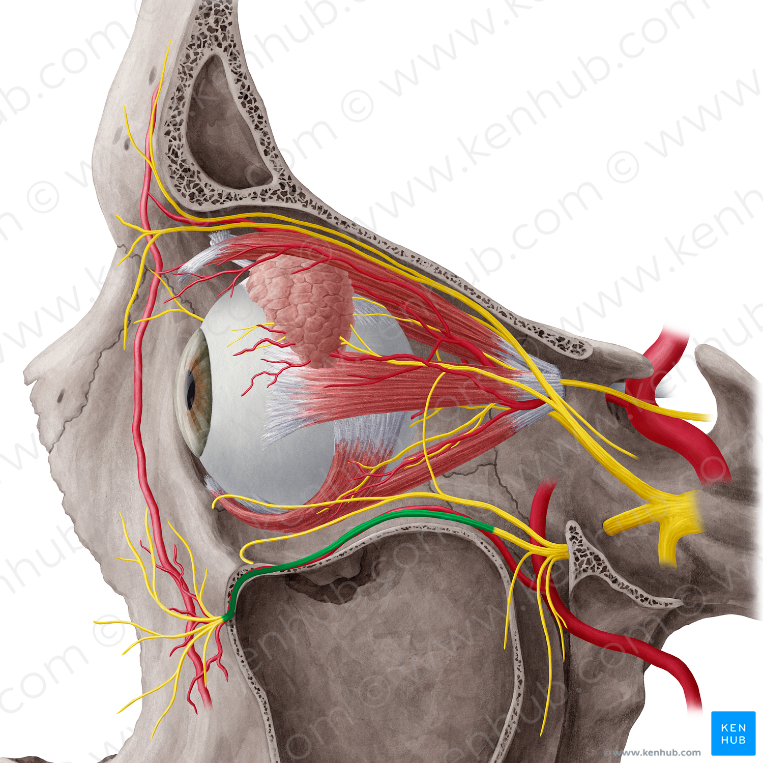 Infraorbital nerve (#6478)