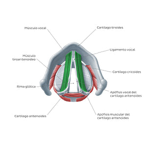 Larynx: action of vocalis and thryoarytenoid muscles (Spanish)