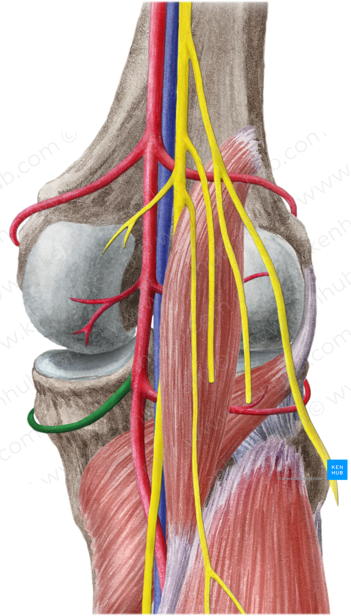 Inferior medial genicular artery (#1443)