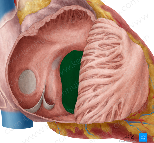 Right atrioventricular orifice (#7540)