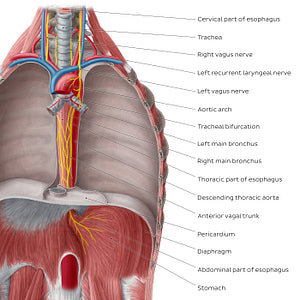 Esophagus in situ (English)