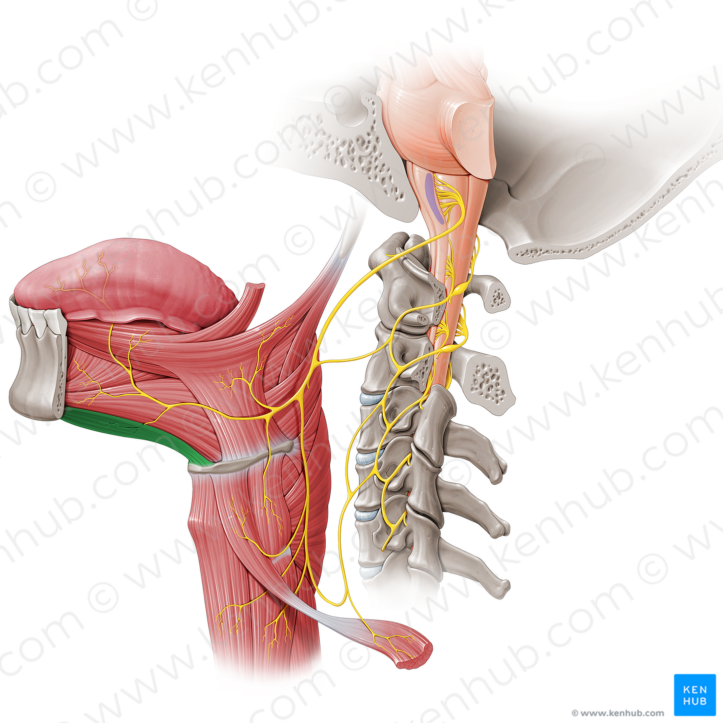 Geniohyoid muscle (#17211)