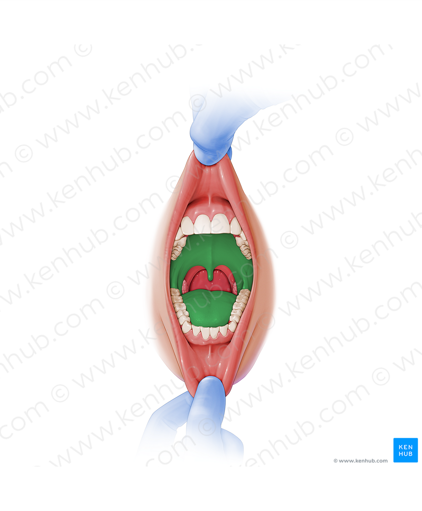 Oral cavity proper (#2536)