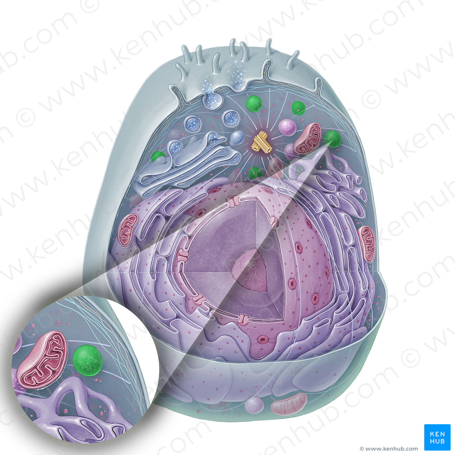 Lysosome (#15327)