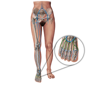 Dorsal metatarsal veins (#19443)