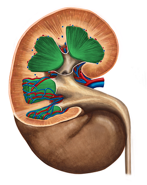 Renal medulla (#5013)