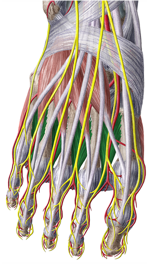 Dorsal interossei muscles of foot (#5127)