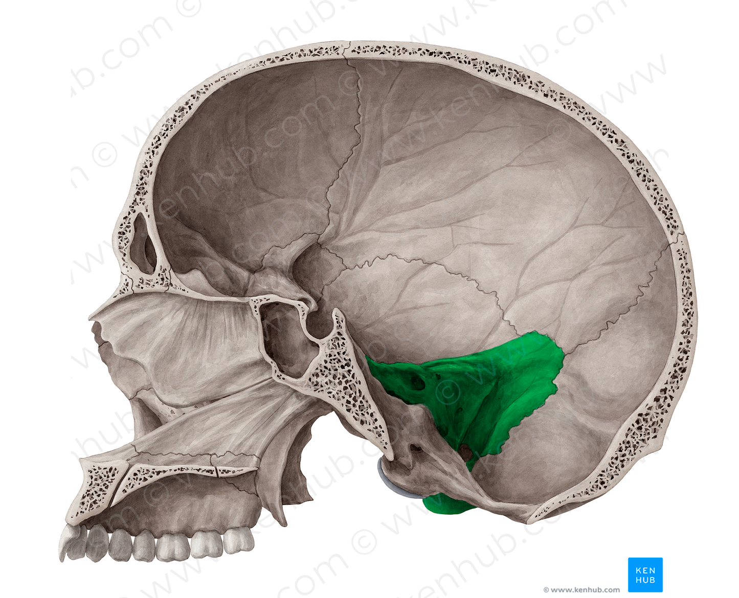 Petrous part of temporal bone (#7760)