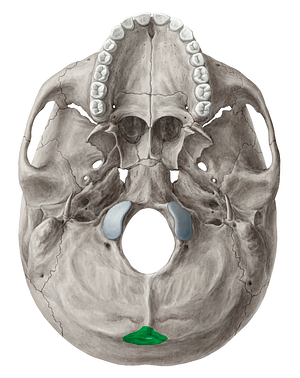 External occipital protuberance (#8388)