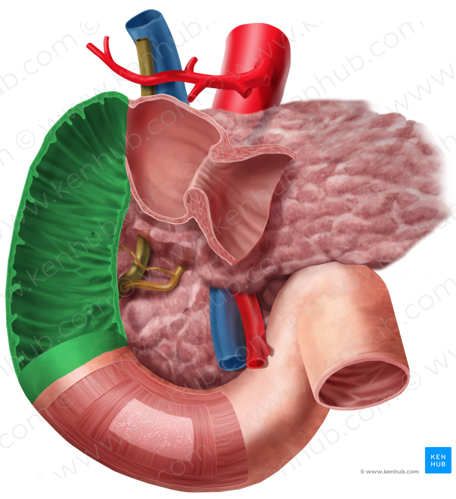 Descending part of duodenum (#7698)