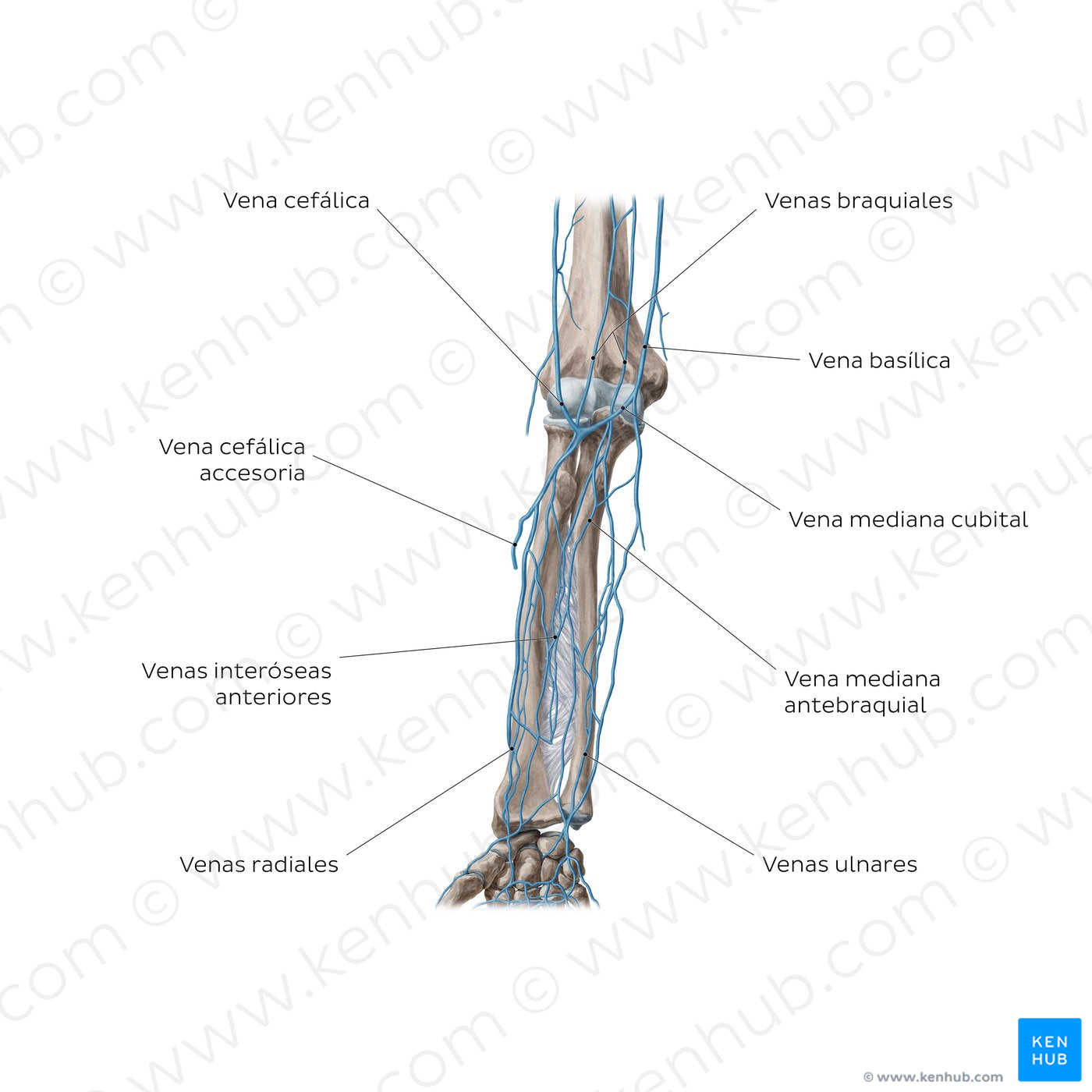 Veins of the forearm: Anterior view (Spanish)