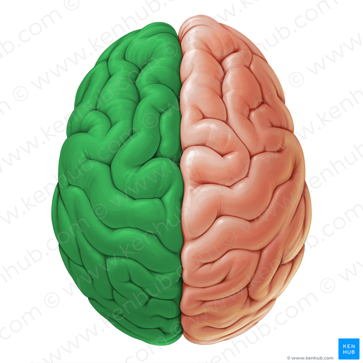 Left cerebral hemisphere (#19106)