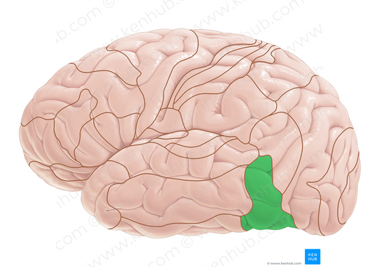 Brodmann area 37 (#17987)