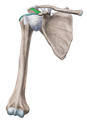 Coracoacromial ligament (#4502)