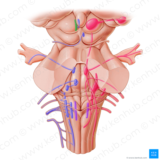 Nucleus of oculomotor nerve (#7228)