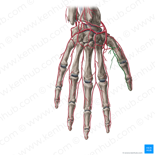 Dorsal ulnar digital artery of thumb (#20369)