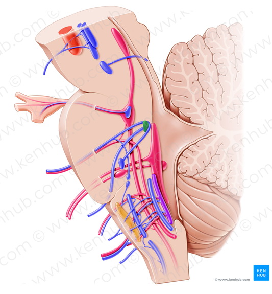 Nucleus of abducens nerve (#7215)