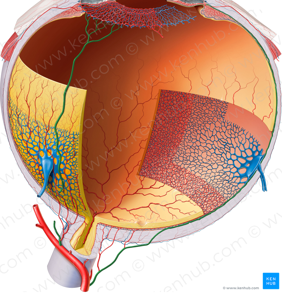 Long posterior ciliary arteries (#1126)