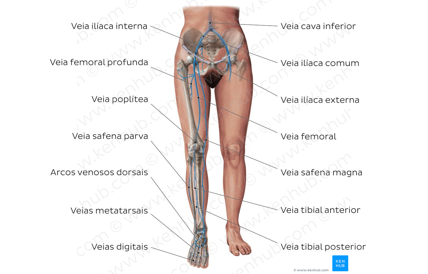 Main veins of the lower limb (Portuguese)