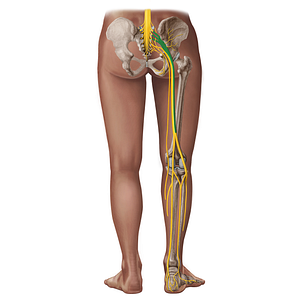 Common fibular division of sciatic nerve (#18338)