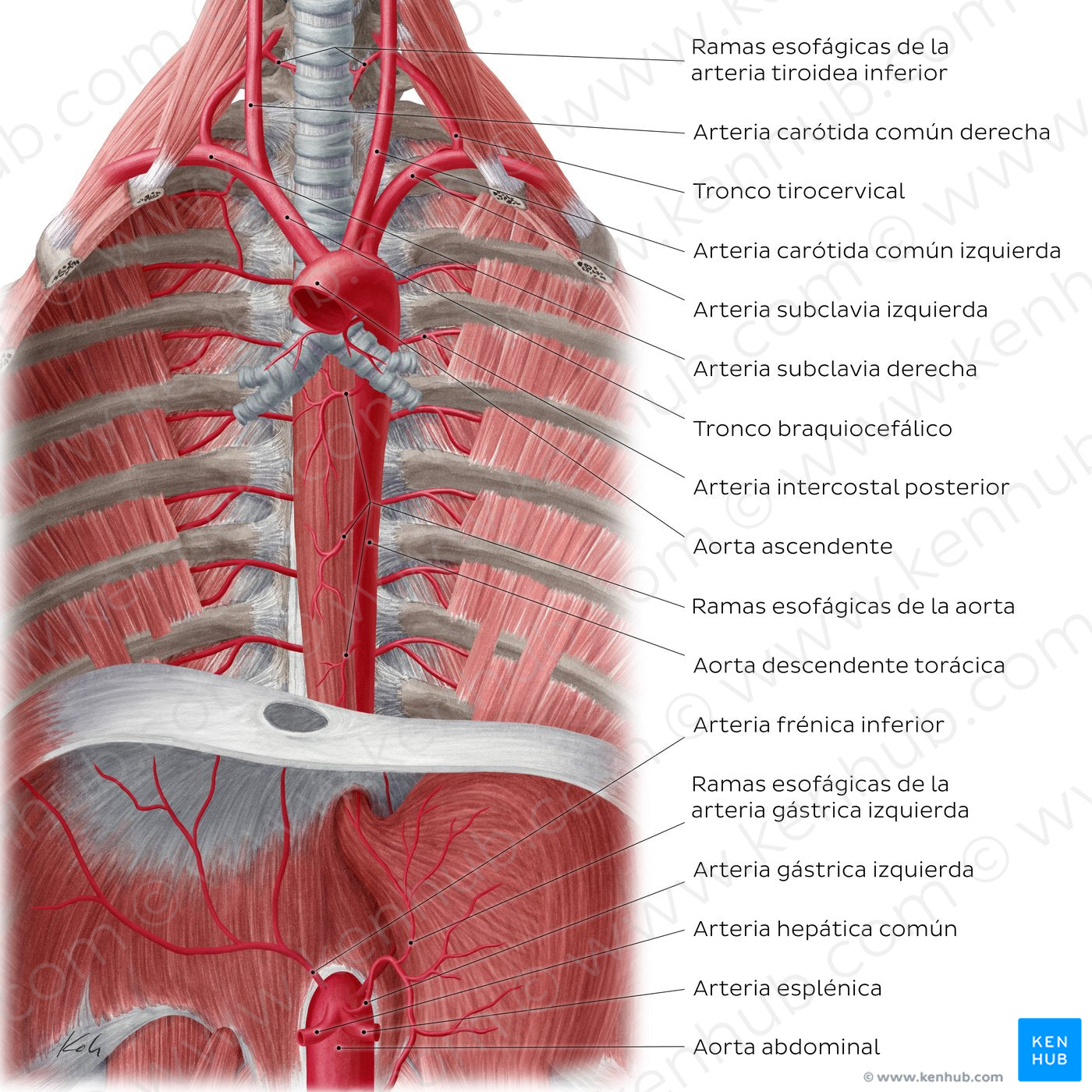Arteries of the posterior thoracic wall (Spanish)