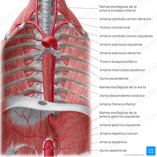 Arteries of the posterior thoracic wall (Spanish)