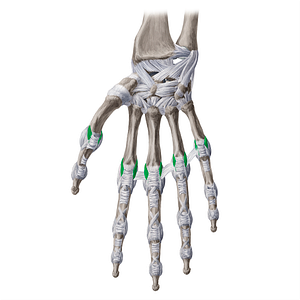 Accessory collateral metacarpophalangeal ligaments (#20975)