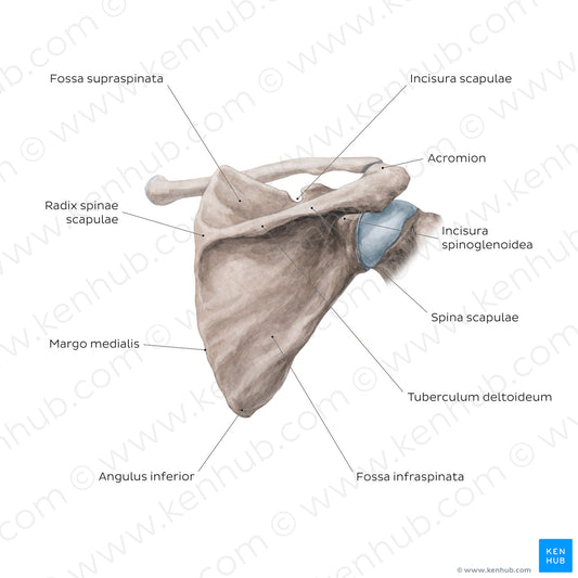 Scapula: Posterior view (Latin)