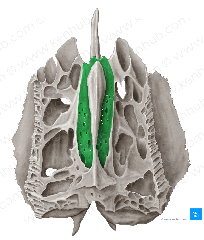 Cribriform plate of ethmoid bone (#4381)