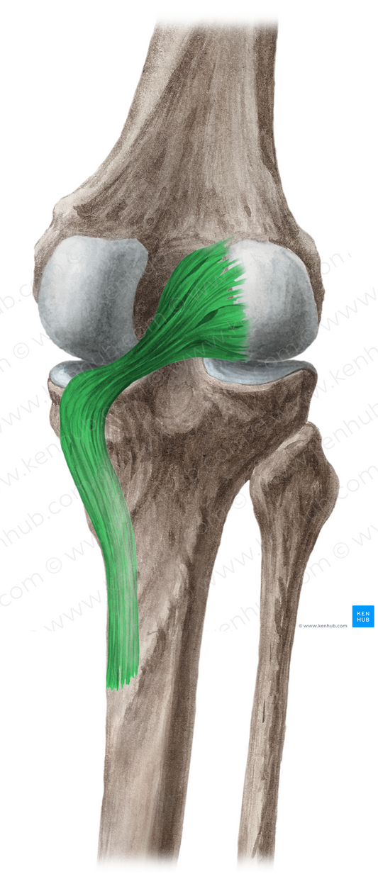 Oblique popliteal ligament (#4601)