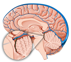 Superior cerebellar vein (#10107)