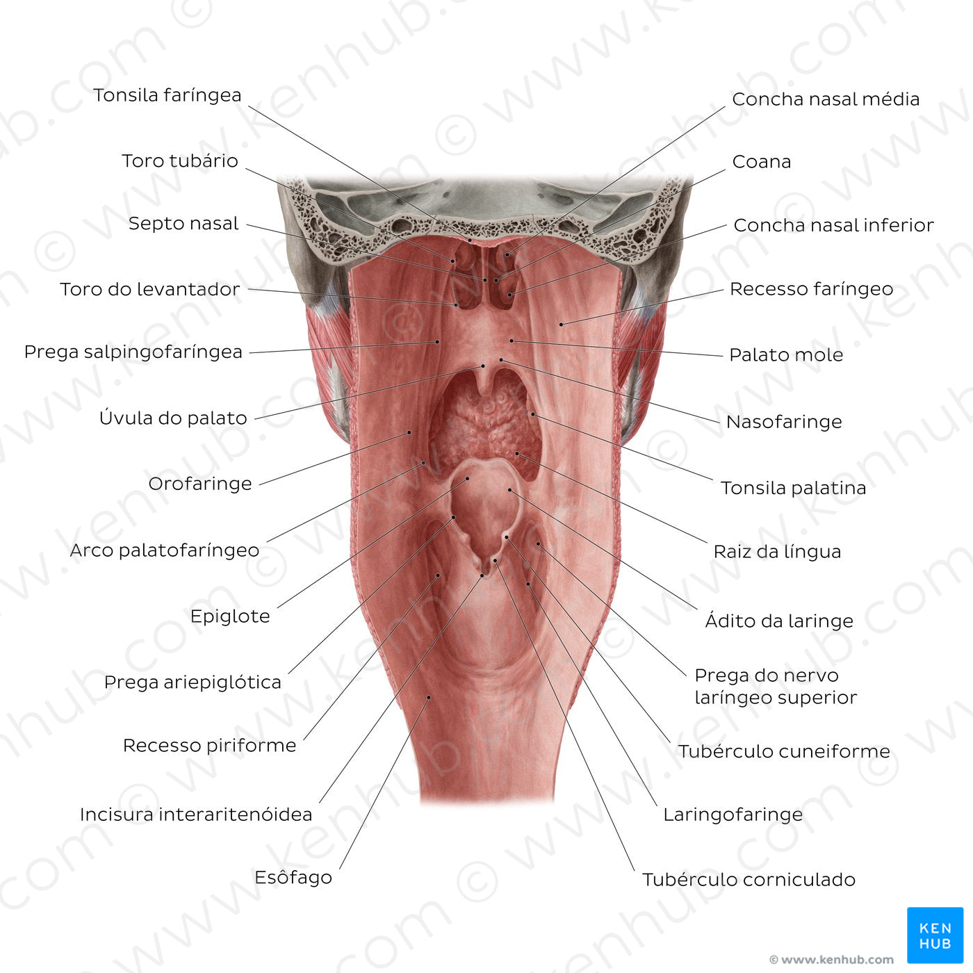 Pharyngeal mucosa (Portuguese)