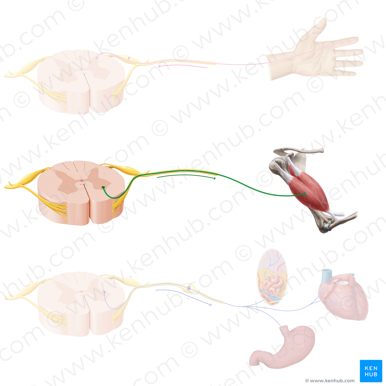 Motor neuron (#20916)