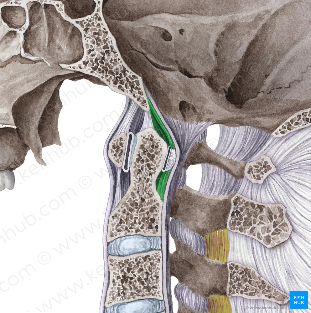 Longitudinal bands of cruciform ligament (#3597)