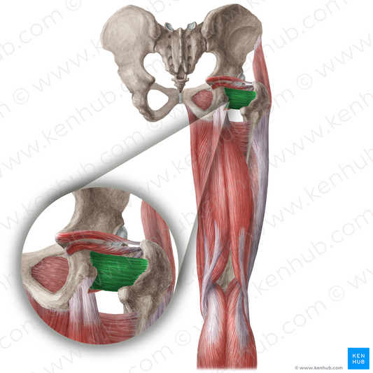 Quadratus femoris muscle (#19652)