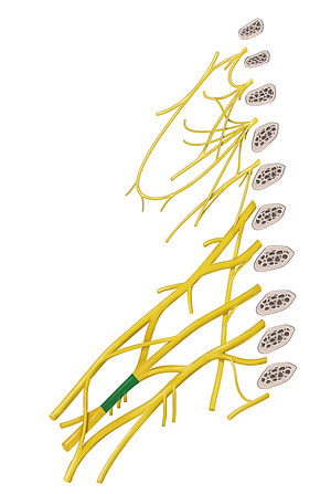Posterior cord of brachial plexus (#3616)