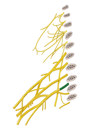 Spinal nerve C8 (#6751)