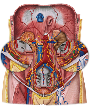 Lateral vesical lymph nodes (#7129)