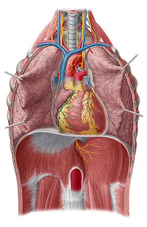 Right coronary artery (#1088)