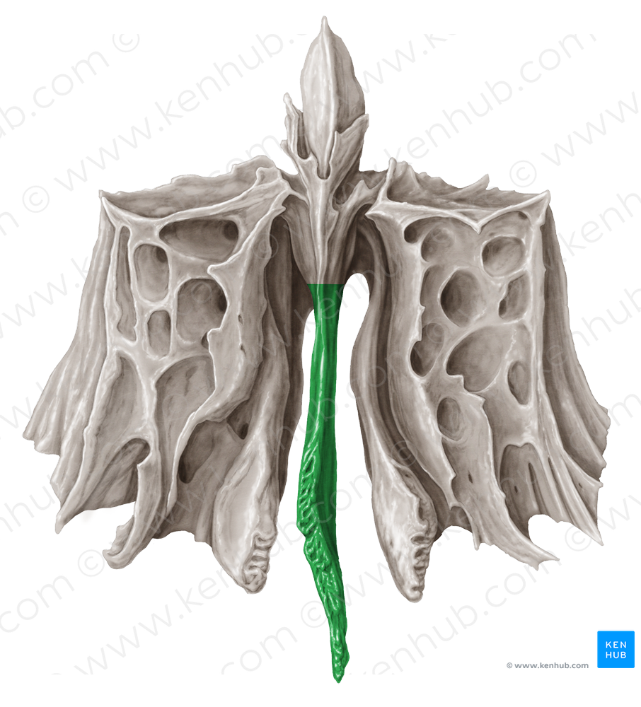 Perpendicular plate of ethmoid bone (#4408)