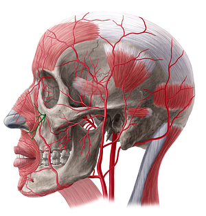 Infraorbital artery (#1448)