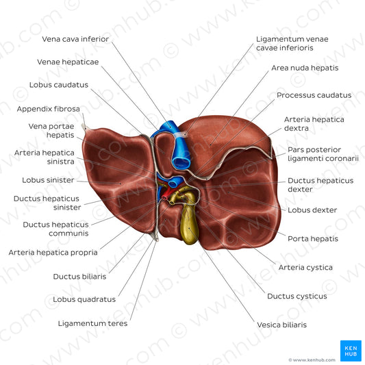 Inferior view of the liver (Latin)