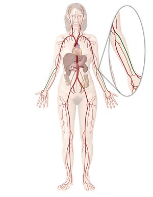 Radial artery (#1703)