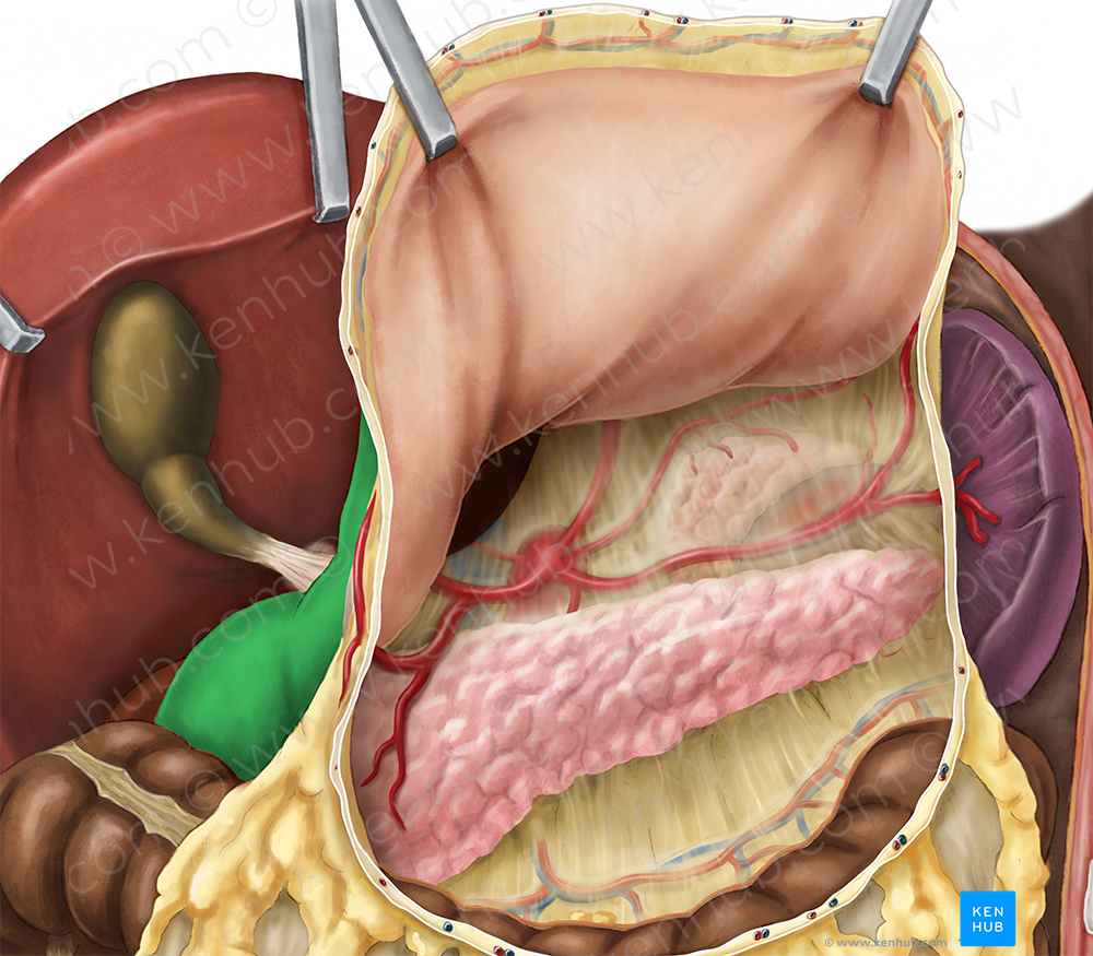 Descending part of duodenum (#7692)