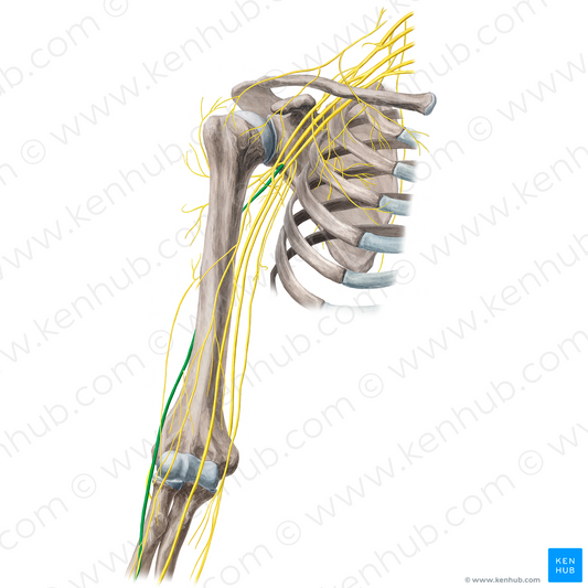 Radial nerve (#21670)