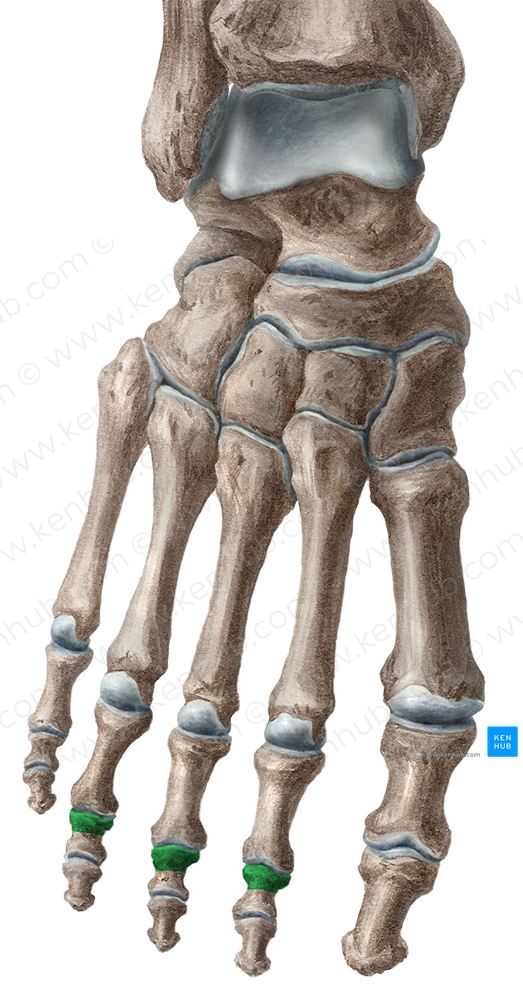 Bases of middle phalanges of 2nd-4th toes (#2145)