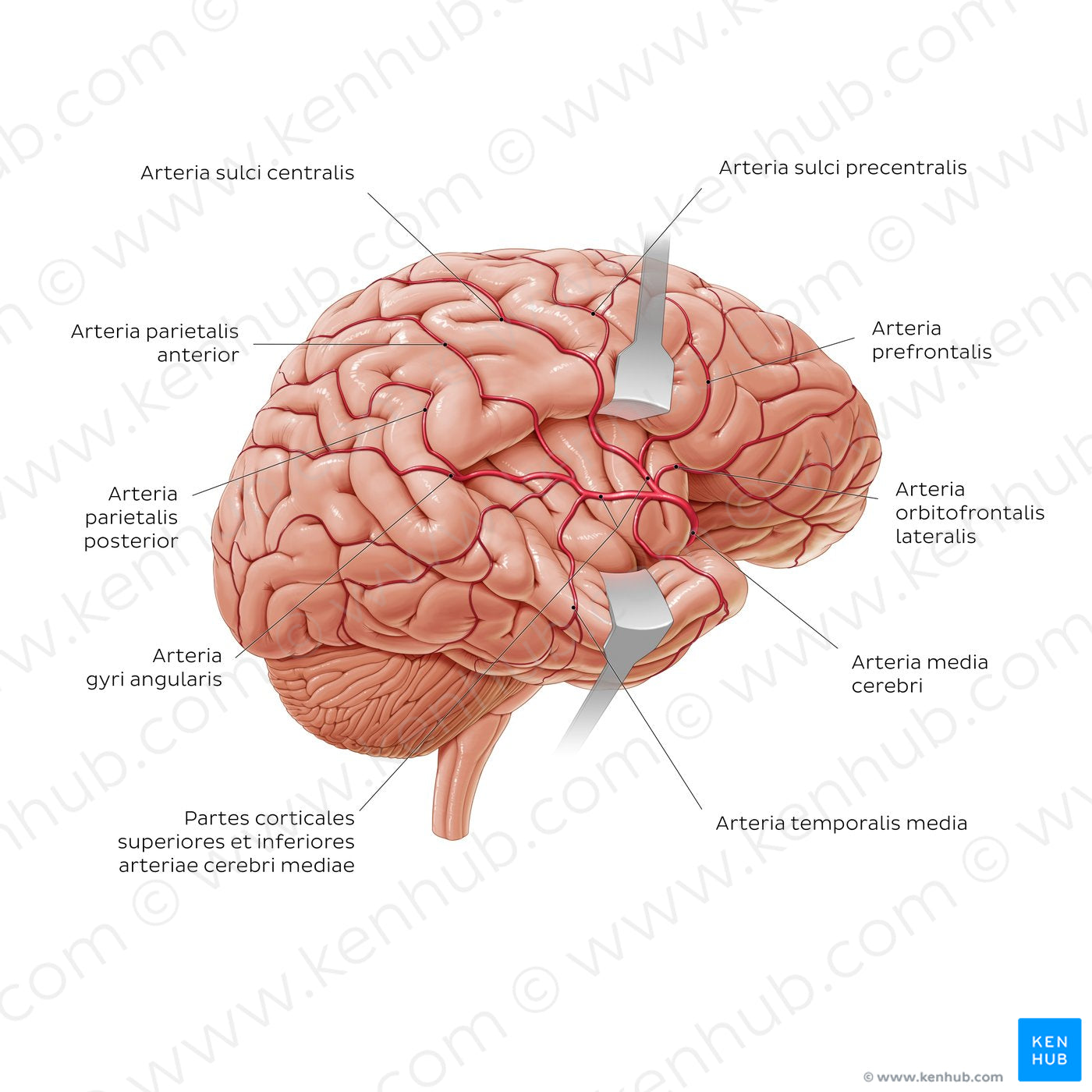 Arteries of the brain - Lateral view (Latin)