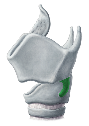 Inferior horn of thyroid cartilage (#2856)